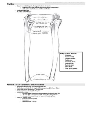 The Ulna Humerus and Ulna: Landmarks and Articulations