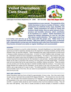 Veiled Chameleon Care Sheet Because We Care !!!