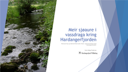 Meir Sjøaure I Vassdraga Kring Hardangerfjorden Restaurering Og Habitatforbetrande Tiltak I Sjøaurevassdrag Langs Hardangerfjorden
