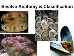 Bivalve Anatomy & Classification