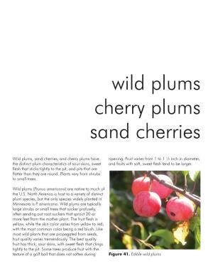Wild Plums Cherry Plums Sand Cherries