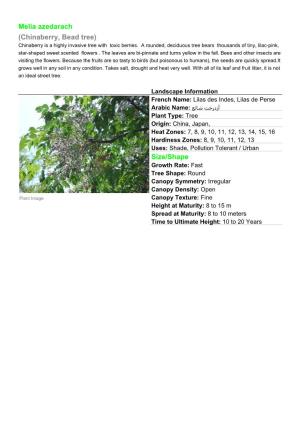 Melia Azedarach (Chinaberry, Bead Tree) Chinaberry Is a Highly Invasive Tree with Toxic Berries