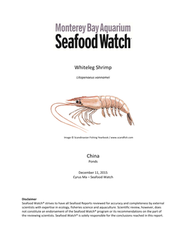 Whiteleg Shrimp China