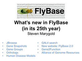 What's New in Flybase
