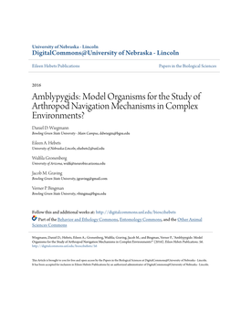 Amblypygids: Model Organisms for the Study of Arthropod Navigation Mechanisms in Complex Environments? Daniel D