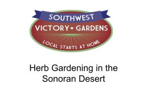 Herb Gardening in the Sonoran Desert Brandon Merchant