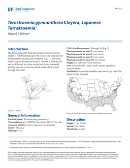 Ternstroemia Gymnanthera Cleyera, Japanese Ternstroemia1 Edward F