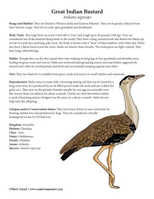 Great Indian Bustard Ardeotis Nigriceps Range and Habitat: They Are Found in Western India and Eastern Pakistan