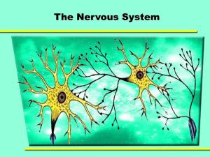 The Basic Functions of the Nervous System
