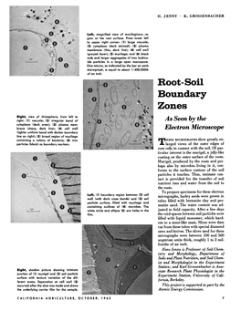 Root-Soil Boundary Zones