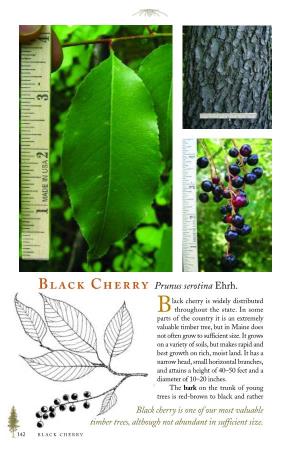 Black Cherry Is Widely Distributed