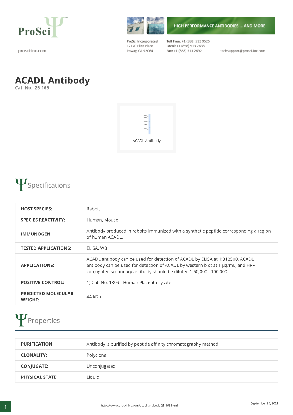 ACADL Antibody Cat