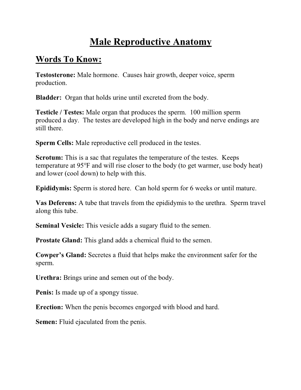 Male Reproductive Anatomy