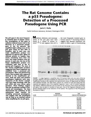 The Rat Genome Contains a P53 Pseudogene: Detection of a Processed Pseudogene Using PCR Janis E