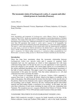 The Taxonomic Status of Lachnagrostis Scabra, L. Aequata and Other Related Grasses in Australia (Poaceae)