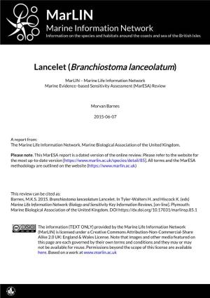 Lancelet (Branchiostoma Lanceolatum)