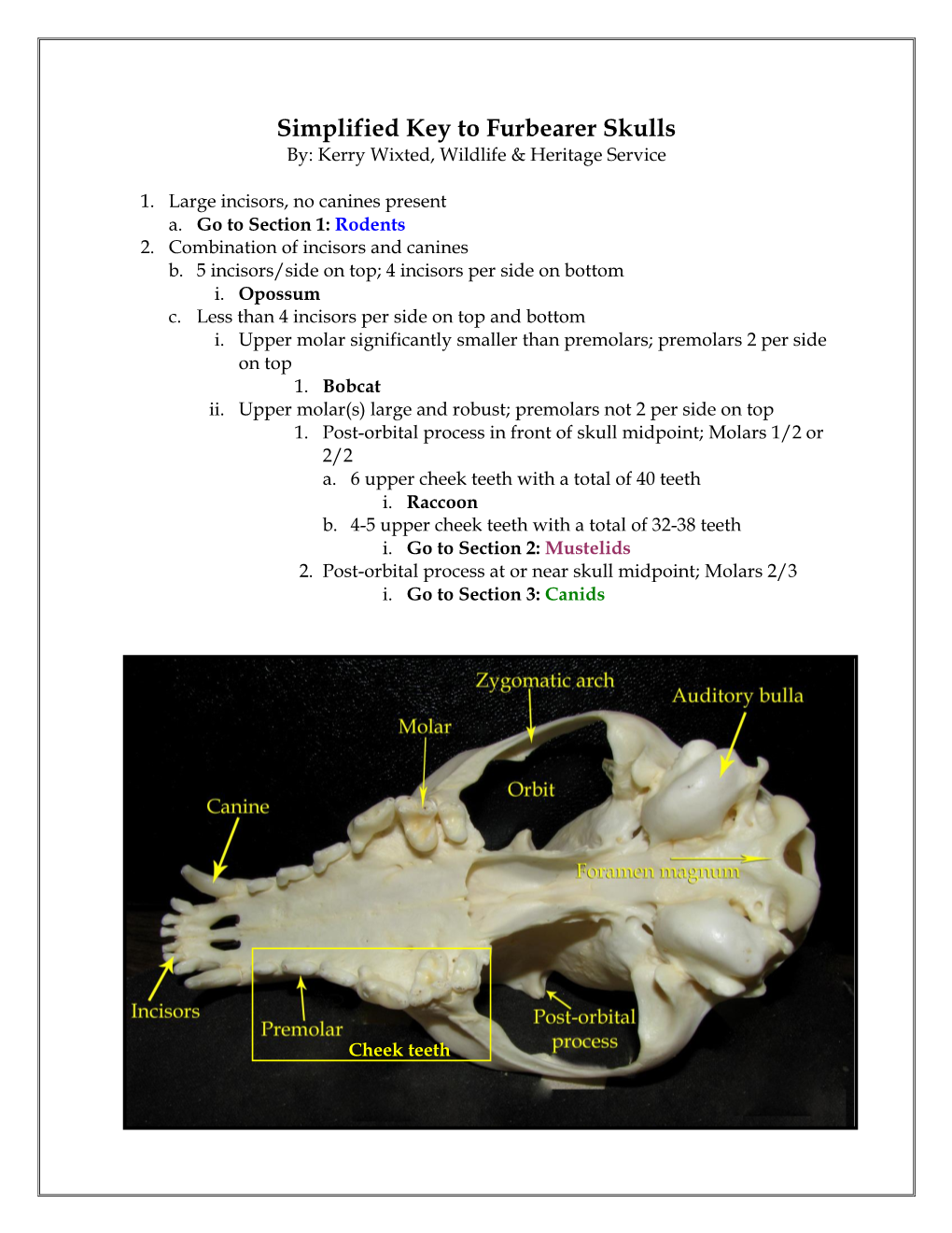 Skulls By: Kerry Wixted, Wildlife & Heritage Service