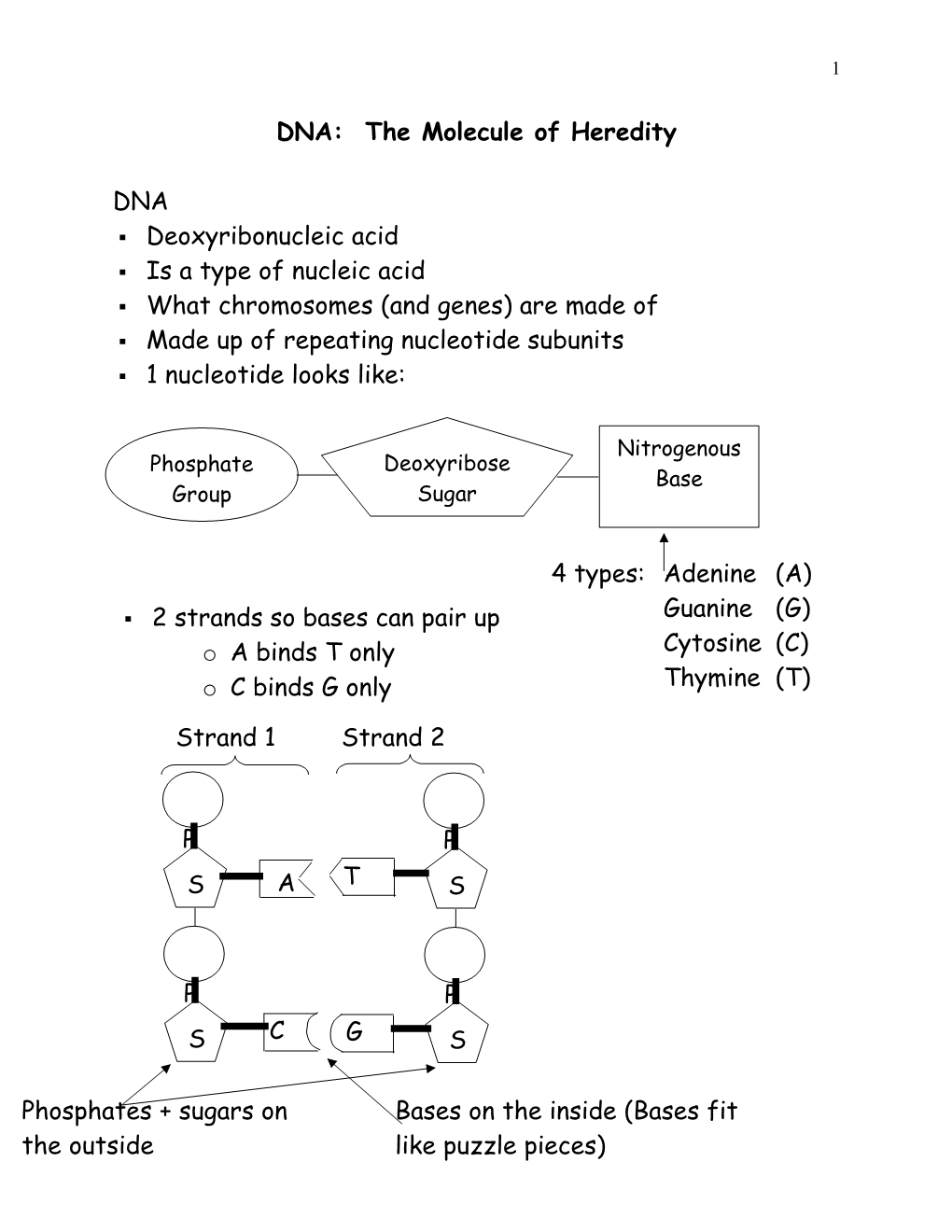 DNA: the Molecule of Heredity