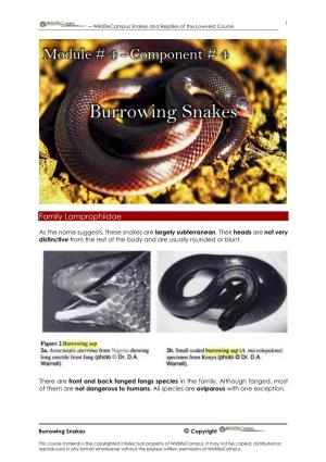 Burrowing Snakes