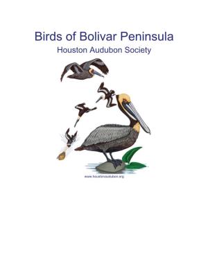 Birds of Bolivar Peninsula