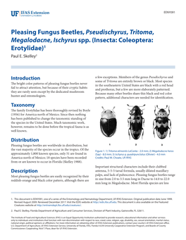 Pleasing Fungus Beetles,Pseudischyrus, Tritoma