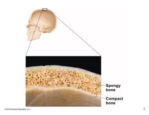 Compact Bone Spongy Bone