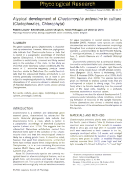Atypical Development of Chaetomorpha Antennina in Culture (Cladophorales, Chlorophyta)