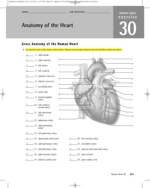 Anatomy of the Heart 30 Gross Anatomy of the Human Heart