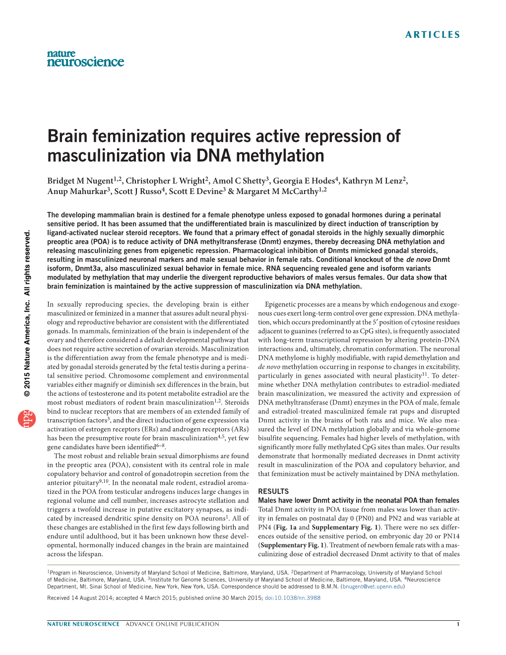 Brain Feminization Requires Active Repression of Masculinization Via