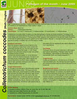 Colletotrichum Coccodes (Wallr.) Hughes JUN09 Key Contacts: Garibaldi 3- Dillard and Cobb(1998) 82,Plant Dis