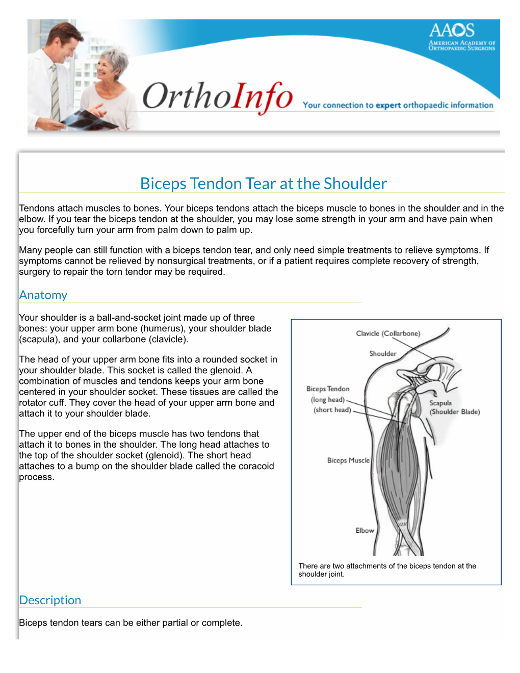 Biceps Tendon Tear at the Shoulder-Orthoinfo