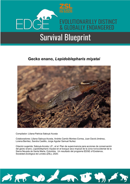 Gecko Enano, Lepidoblepharis Miyatai