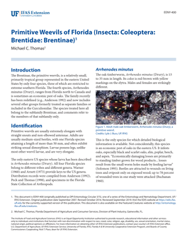 Primitive Weevils of Florida (Insecta: Coleoptera: Brentidae: Brentinae)1 Michael C