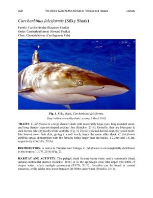Carcharhinus Falciformis (Silky Shark) Family: Carcharhinidae (Requiem Sharks) Order: Carcharhiniformes (Ground Sharks) Class: Chondrichthyes (Cartilaginous Fish)
