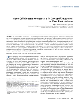 Germ Cell Lineage Homeostasis in Drosophila Requires the Vasa RNA Helicase