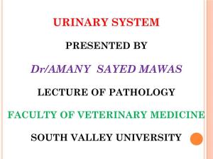 URINARY SYSTEM Dr/AMANY SAYED MAWAS