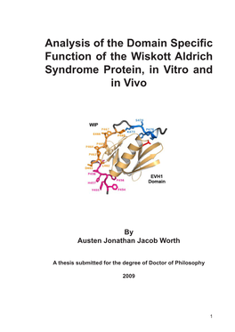 Analysis of the Domain Specific Function of the Wiskott Aldrich Syndrome Protein, in Vitro and in Vivo