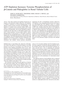 ATP Depletion Increases Tyrosine Phosphorylation of ␤-Catenin and Plakoglobin in Renal Tubular Cells