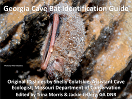 Georgia Cave Bat Identification Guide