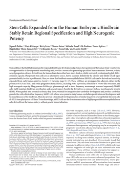 Stem Cells Expanded from the Human Embryonic Hindbrain Stably Retain Regional Specification and High Neurogenic Potency