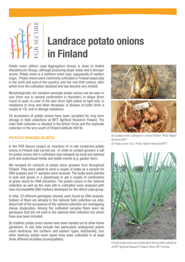 Landrace Potato Onions in Finland