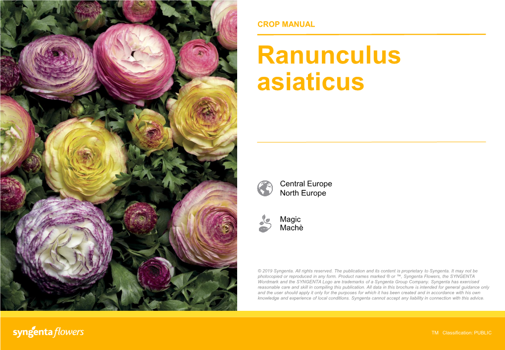 Ranunculus Asiaticus