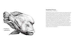 Humphead Wrasse Cheilinus Undulatus • Endangered