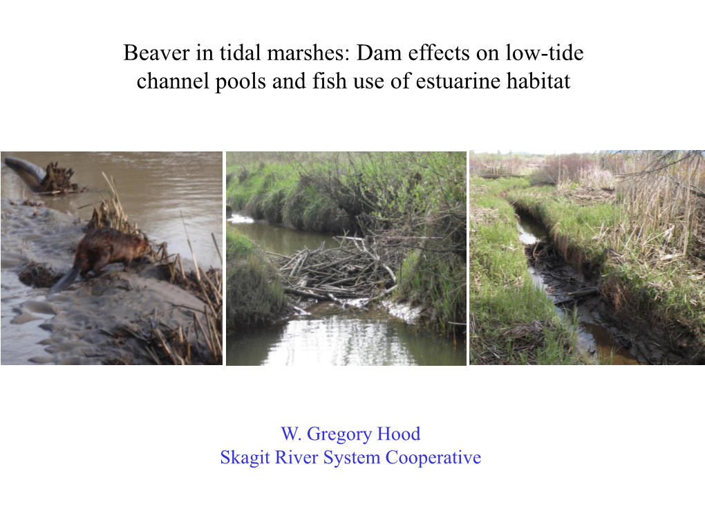 Beaver in Tidal Marshes: Dam Effects on Low-Tide Channel Pools and Fish Use of Estuarine Habitat