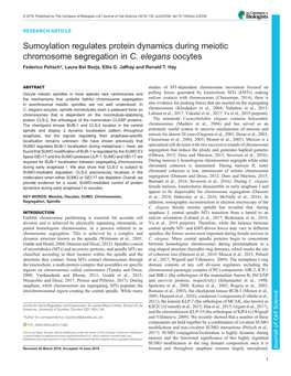 Sumoylation Regulates Protein Dynamics During Meiotic Chromosome Segregation in C