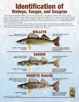Fish I.D. Poster – Perch Family