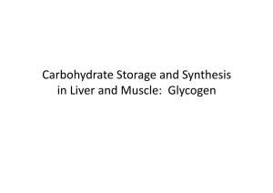 Glycogen Glycogen –12 Topics Carbohydrate Metabolism Investing for the Future Outline of Topics