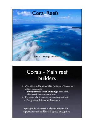 Corals - Main Reef Builders