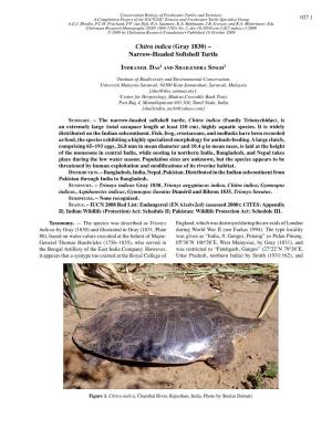 Chitra Indica (Gray 1830) – Narrow-Headed Softshell Turtle