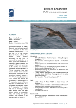 Balearic Shearwater